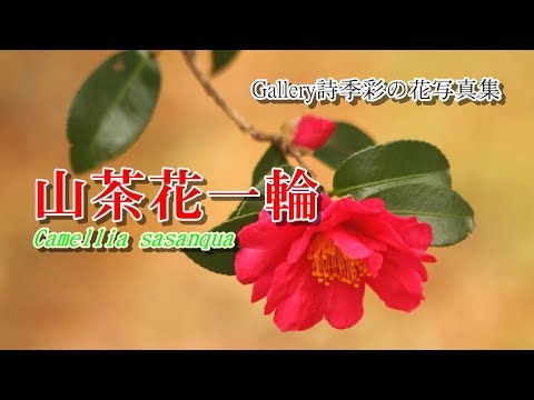 ＜花便り＞スノードロップ