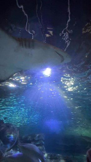 SEA LIFE Sydney | Giu Viajante