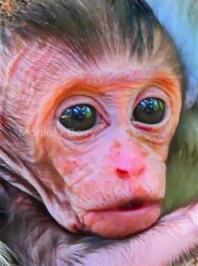 48K views · 1.2K reactions | The Cute Young Mom So S care With New Experience To looking For Her First Baby Monkey | Monkey Video | Facebook
