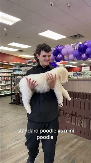 Standard Poodle vs Mini Poodle, Spot the Difference in Seconds 🐩👀✨