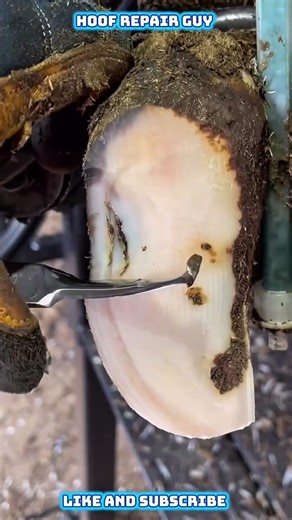 Pressing This Hoof Released an Abscess 😱 | Satisfying Repair
