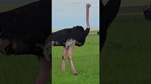 A Rare and Lovely Ostrich Encounter in the Heart of the Wild
