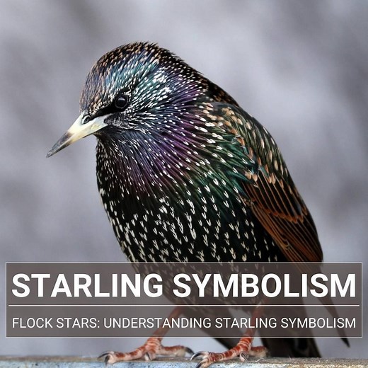 Starling Spiritual Meaning: Symbolism & Biblical Connections