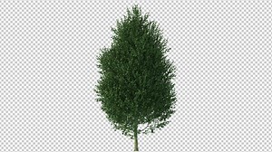 Pine Tree Alpha 4K - Stock Motion Graphics | Motion Array