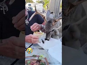 Animals Vs Food 🍉🐾😂 | Hilarious & Adorable Eating Moments!