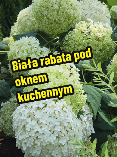 Biała rabata pod ojnem kuchennym - tawuła szara Grefsheim, Hortensja Anabelle, biały floks qiechowaty, lilie orientalne #anabelle #hortensja #hydrangea #floks #tawuła