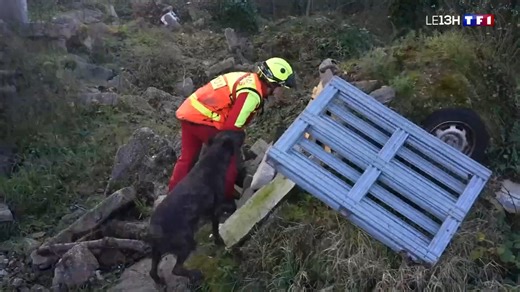 "C'est des sauveteurs à part entière" : à l'entraînement, avec les chiens sauveteurs des pompiers Ces héros à quatre pattes sont 450 en France à pouvoir intervenir auprès des pompiers. Le flair de ces chiens est indispensable aux interventions complexes comme la localisation de victimes dans des environnements difficiles d'accès ou la recherche d'une personne égarée. | TF1 INFO