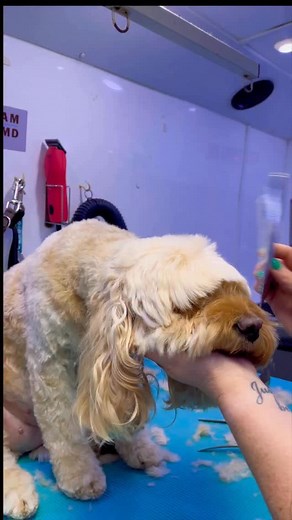 HOW DO I KEEP THEM SO STILL!??? I teach my floofs a chin rest instead of holding their chin hair — and yep, it takes a little time to train, but it’s such a worthwhile investment. Calm floof, calm groomer, calm universe. ✨ Every groomer works differently and should do whatever feels best for them and their clients — this is just my way, and it works beautifully for the floofs in my care. If they wiggle, you can feel it straight away. I give them a second, gently pop my thumb over the snoot, and 