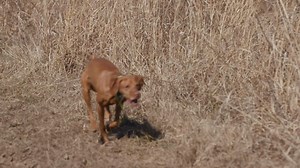 13K views · 319 reactions | At its inception, the Westminster Kennel Club was a sportsmen’s association, with members largely interested in working their sporting dogs in the field. Centuries later, the AKC Pointing Breed (Walking) Gun Dog Championship harkens back to those roots, asking dogs to compete in real-life scenarios to take home a trophy. | Westminster Kennel Club Dog Show | Facebook