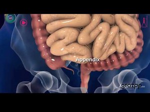 Scientists Finally Discover The Function of the Human Appendix