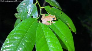 4.3K views · 484 reactions | Frogs of Cairns, Far North Queensland! Everyone sang beautifully in the rain for Frog ID!  | Stickyfrogs | Facebook