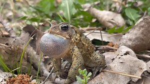 Wow, this American toad knows how to SING!🎙🐸 These males gather in shallow pools where they sing together to attract females. While this typically happens at night, they something call during warm, wet days in spring. Video: Cody Berkebile | Columbus and Franklin County Metro Parks