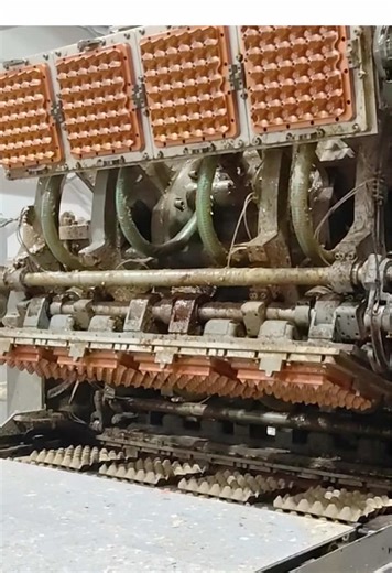 Advanced Egg Tray Production Line for Poultry Farms