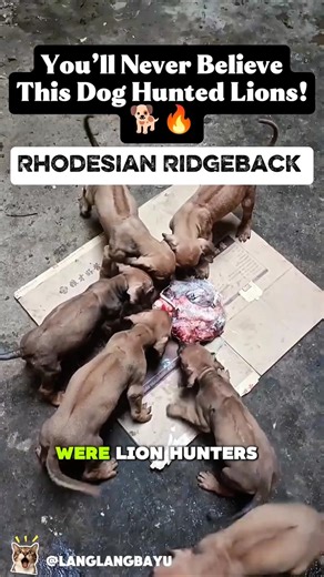 You’ll Never Believe This Dog Hunted Lions! 🐕🔥 | Rhodesian Ridgeback #animalfact #DogLovers #Shorts