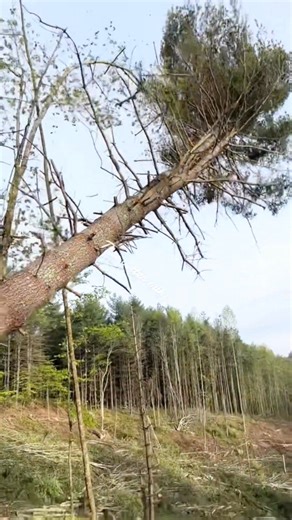 12K views · 124 reactions | Logger work with timberjack240 漢量蝹 . . .​ #loaderman559 #woodwork #loggers #woodworking #workhardplayhard #forestry #blackandwhite #hardwork #trees #tbt #hilights #lumberjack #timberjack240 #hardwork #AmericanHistory #historybuff #1900s #stihl661 | Sander Young | Facebook