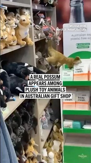 A real possum appears among plush toy animals in Australian gift shop