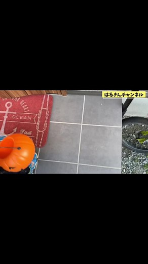 ハロウィン企画！お菓子をもらいに家をまわりました☆#ハロウィン#トリックオアトリート #はるきんチャンネル