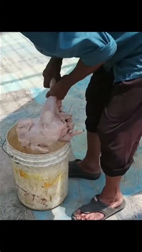 🐅 Brave Encounter: Man Feeding a Tiger Inside the Cage