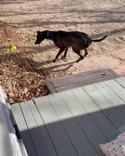 Colorado Greyhound Adoption on Reels