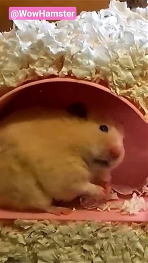 The Cute Hamster Hiding 😍🐹 #shorts