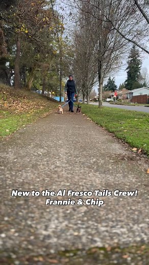 Now for something a little different…🤩✨🐾 Al Fresco Tails Travel Care has officially gone coastal — Pacific Northwest style! 🌲🌊 🐻🐶 We’re beyond excited to introduce our newest (and tiniest!) honorary crew members, Frannie & Chip, two Seattle cuties who’ve already stolen our hearts and reminded us just how magical it is to explore new places with furry friends by our side 💕 From mossy forests to misty mornings, we’re soaking up every minute of PNW beauty on this adventure! 💫 ✈️ Whether on 