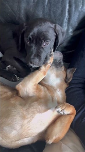 Post walk cuddle #puppyforadoption #puppy #labrador