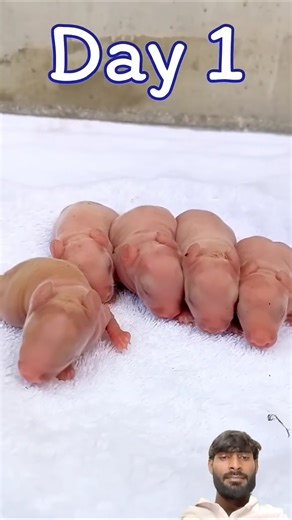 Rabbit Growth - Baby rabbits grow upday by day #cute