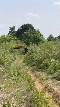 Great African hunters hunting for bushmeat