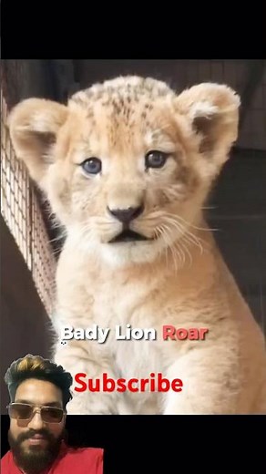 “ALL BIG CATS ROAR 😼🔥 Lion • Tiger • Leopard • Jaguar | POWERFUL Sounds!” ⚡”#cat #wildlife #cats