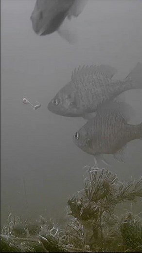 I’M BACK - FULL LENGTH VIDS RETURN TUESDAY