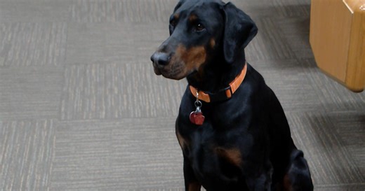 Rescue dog brings comfort to victims in Monroe County courtrooms