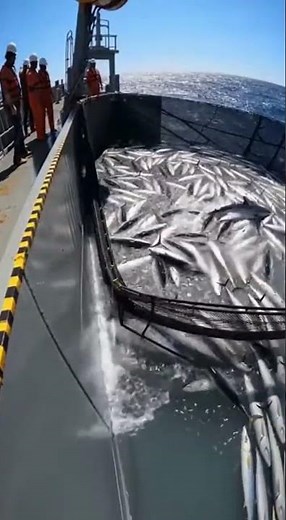 Bait Ball Explosion! Massive School of Fish Surrounds Our Boat (Caught on Camera)