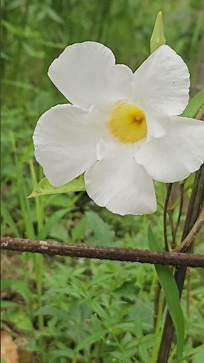 White Mandevilla (Rocktrumpet Vine) #vlogsbysubham #whiteflower #mandevilla