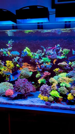 Colton Rice on Instagram: "Wow! 🔥 🪸 🐠 This tank has taken a lot of hard work to get to this point! I’m still learning so much about the hobby and I’ve met so many amazing people! I hope my fellow reefers have an amazing Saturday. Get those water changes done 💦 😜 Tank: @cadeaquariums S2 2100 (285 gal system) Light covers: @printedreef Fish supplier: @reefbeauties Lights: @Ecotech XR30 G6 Pros Control/dosing: Neptune Apex and Dos Flow: Ecotech MP40s, Maxspec