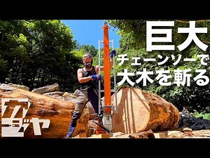 Cutting a huge tree with a giant chainsaw [Chainsaw Mill]
