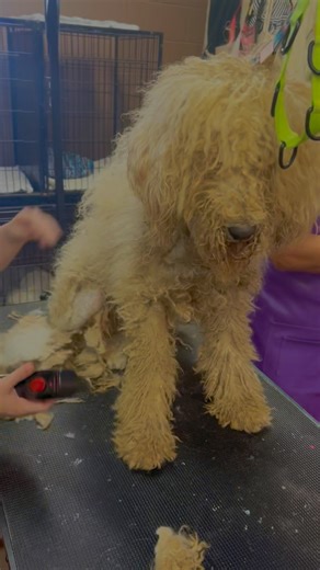 73 reactions · 21 shares | #standardpoodle #sheepadoodle...