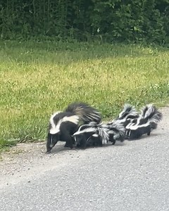 This mother skunk is leading her nine babies to safety 🦨🥹 | Furry Tails