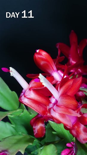 Christmas cactus flowering time lapse