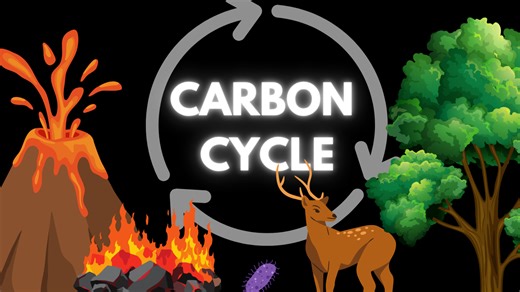 The carbon cycle