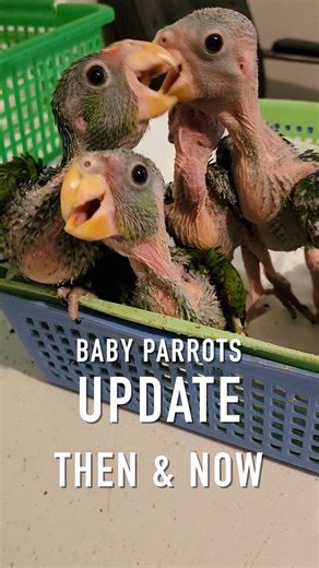 1.3K views · 321 reactions | 列 From bare skin to full feathers — what...