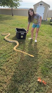 11K views · 274 reactions | Penny the Reticulated Python puts herself away! #python #snake #reptiles #naturelovers #nature #herpetology #naturekids #herping #reptilesofinstagram #herp #reptilelove #animal #herplife #animals #animallovers #reptile #pets | Forgotten Friend Reptile Sanctuary | Facebook
