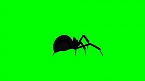 clip-3600153119-creepy-black-spider-crawling-on-green-screen