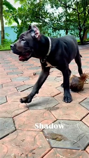 The Coolest Cane Corso Puppy You’ll See Today! 😍🐾