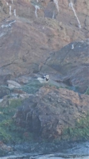 백할미새 / White Wagtail #smlm