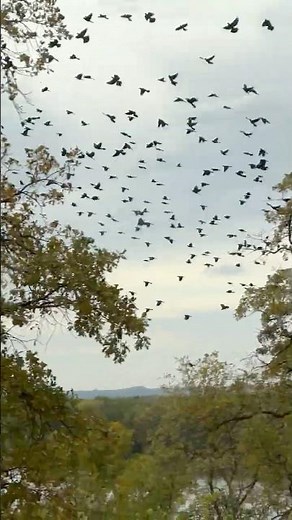 Huge Flock of Birds Flying in Unison