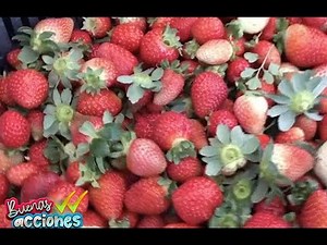 Cómo es el cultivo de fresas | Destardes