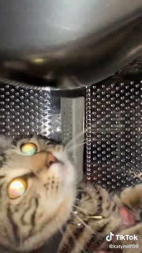 Hilarious Cat Washing Clothes in Washing Machine Meme