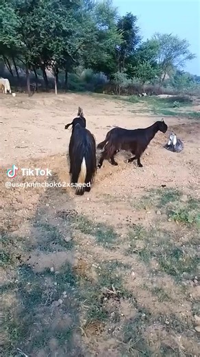 3.1K views · 104 reactions | AI Overview For Facebook posts about betel goats, use hashtags like #BetelGoats, #BetelLeafGoats, #GoatsAndBetel, #GoatFarming, #Livestock, #FarmLife, Goat breed of Kashmir Punjab | Goat breed of Kashmir Punjab | Facebook