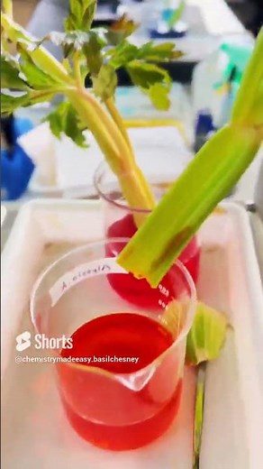 Celery Experiment #xylem #chemistrymadeeasy #ibdpchemistry #experiment, #igcse #ibmyp