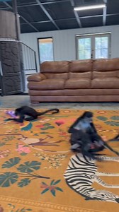 89K views · 6.6K reactions | Ever see a spidermonkey flip? Lucy will do it at times on command  | Clanton Ridge Farm | Facebook